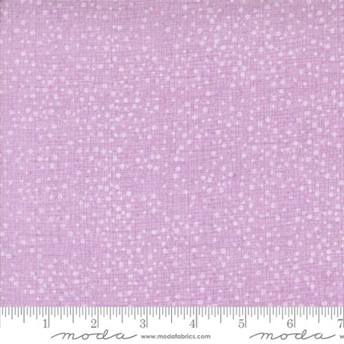 DOTTY THATCHED FREESIA SUPERBLOOM