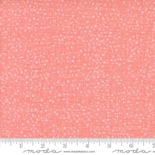 DOTTY THATCHED CARNATION SUPERBLOOM